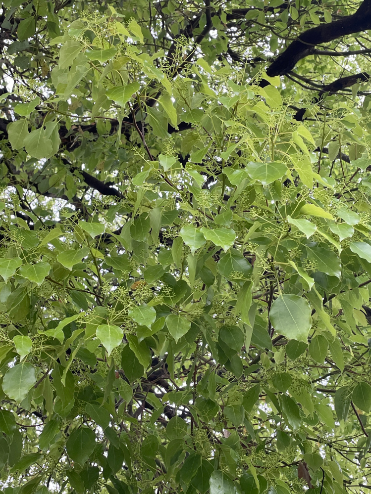 この木は何の木かわかる方いますか？ 亀戸天神に何本か植っていました。 葉先に花火のような黄色い花が咲くようです。他でもよく見かけるのですが、名前を知りません。