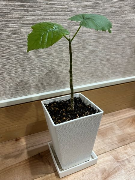 ウンベラータについて。 - お迎えしてもうすぐ一年になりますが、ここ 