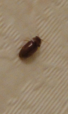 この虫が家でよく見かけるんですがどこから湧いてるんでしょうか 
