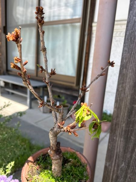桜の盆栽ですが、今年花がほとんどさかず、縮んだ様な花でした。葉っぱもひと枝にしか出てこず、萎れています。3年目のぼんさいですが、何か病気でしょうか。どうしたら元気になるでしょう。