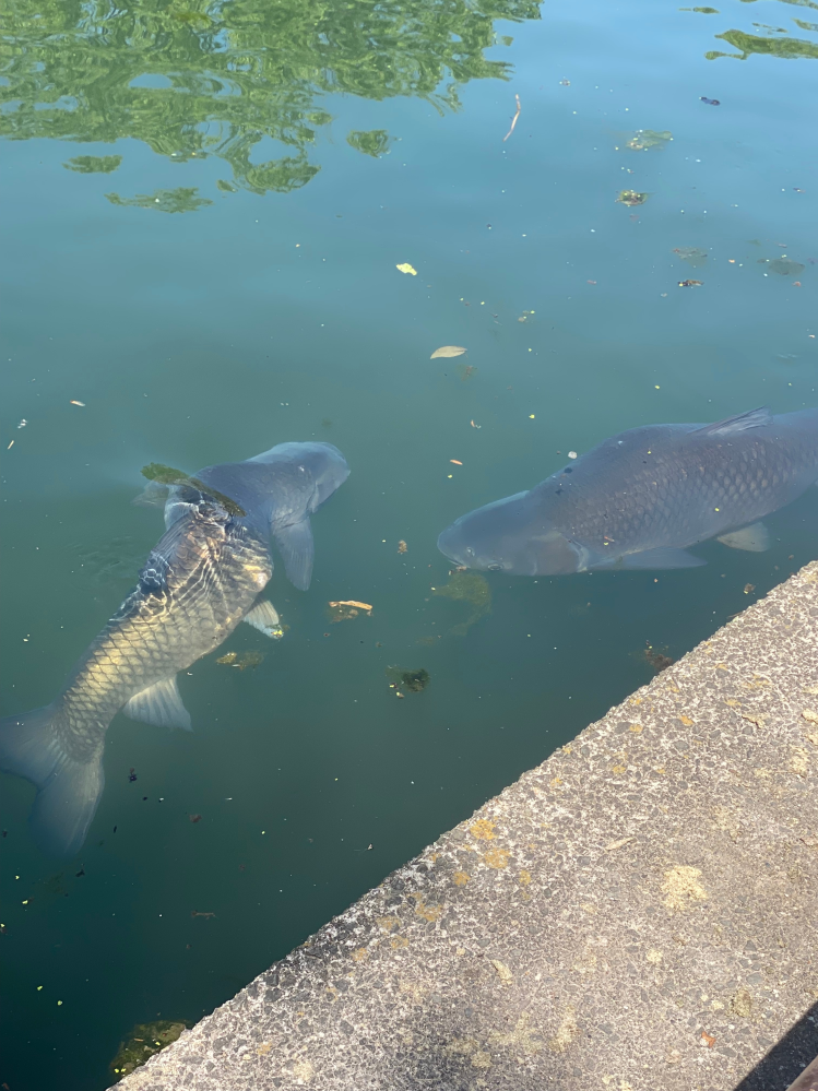 この魚なんの魚かわかる人いますか！ 公園の大きな池で鯉？みたいなのが沢山いて 数匹こんなひん曲がってる感じの形がいて気になりました！