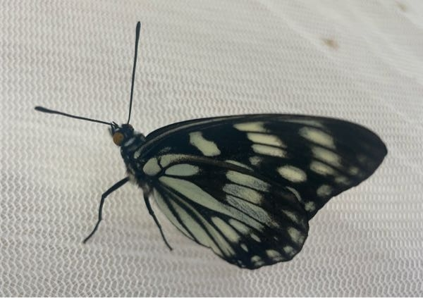 この蝶の名前を教えてください。