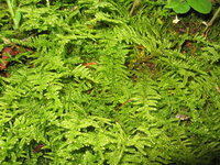 ウィローモスの簡単な入手法を教えてください 出来れば野生の 結構どこにで Yahoo 知恵袋