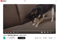 いまテレビで流れているニトリのＣＭ（傷や汚れに強いＮシールドソファ、犬がひっかいても破れない丈夫な布と宣伝、犬のペットモデルのウムラウトとテツコが出演）の中で流れている曲の題名を教えて下さい。 