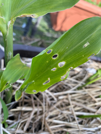 ミョウガ栽培について質問です。ミョウガの葉が穴あきになったり茶色く変色... - Yahoo!知恵袋