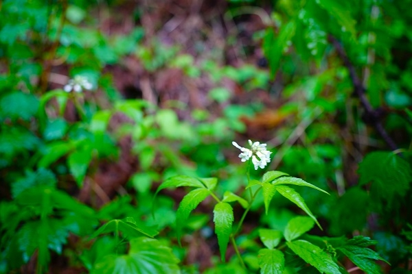 群馬県の山に咲いていました。 この花の名前を教えてください。