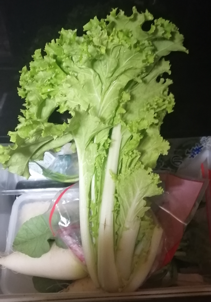 この野菜の名前を教えて下さい