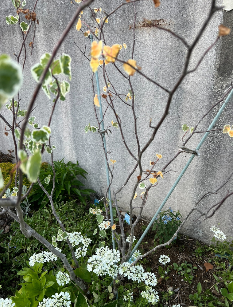 昨年の5月に植木屋さんで斑入りのマルバノキを購入し、庭へ定植