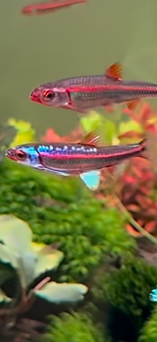 この魚の名前を教えていただきたいです - アラバマレインボー 商談中【発色良好、希少】アラバマレインボーシャイナー5匹（オス3メス2）
