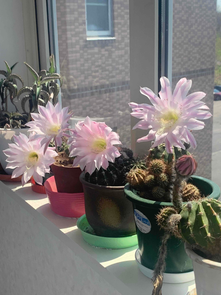 長年買ってきたサボテンです。毎年きれいなピンク色の花を咲かせます