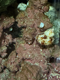 海水水槽の謎の貝について。90オーバーフロー水槽で海水魚と