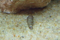 淡水水槽に謎の貝 先程 謎の貝を発見しました よくいるスネールと違 Yahoo 知恵袋