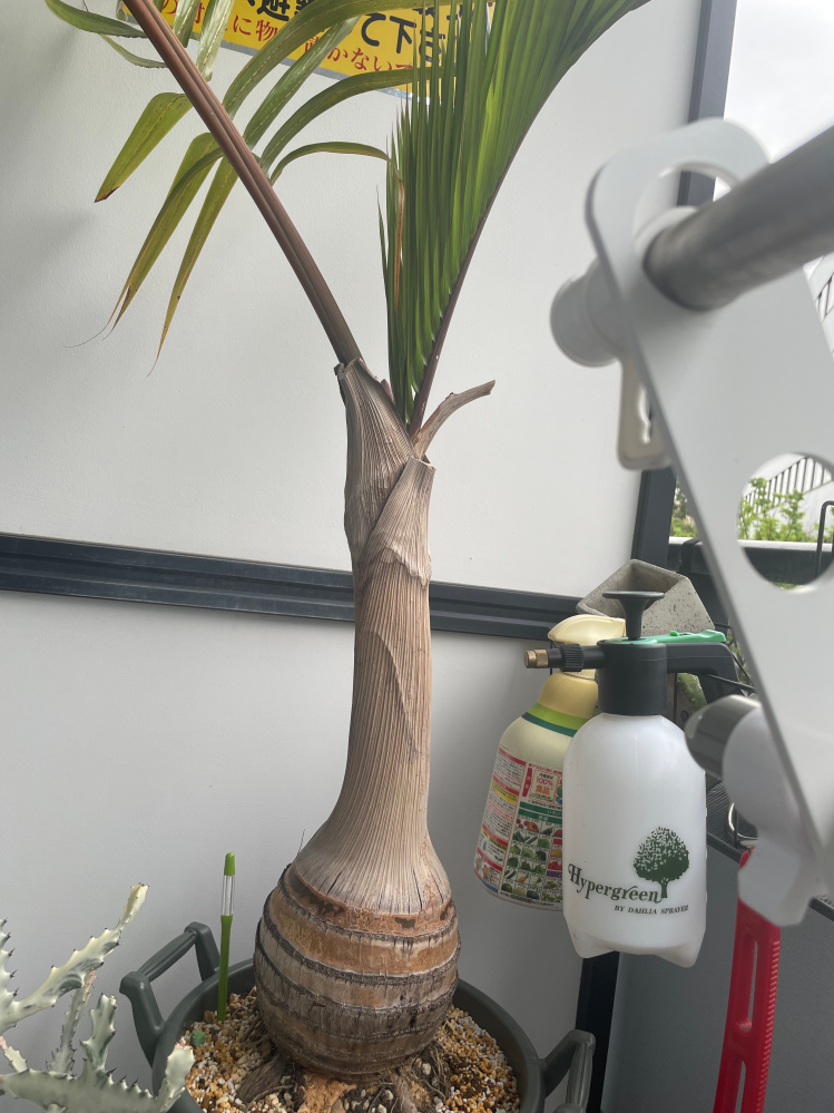 トックリヤシ 8号 植え替え済み 130cm