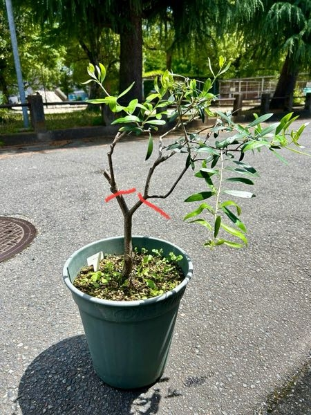 オリーブの木の剪定について15年もののオリーブの木の樹形を整 