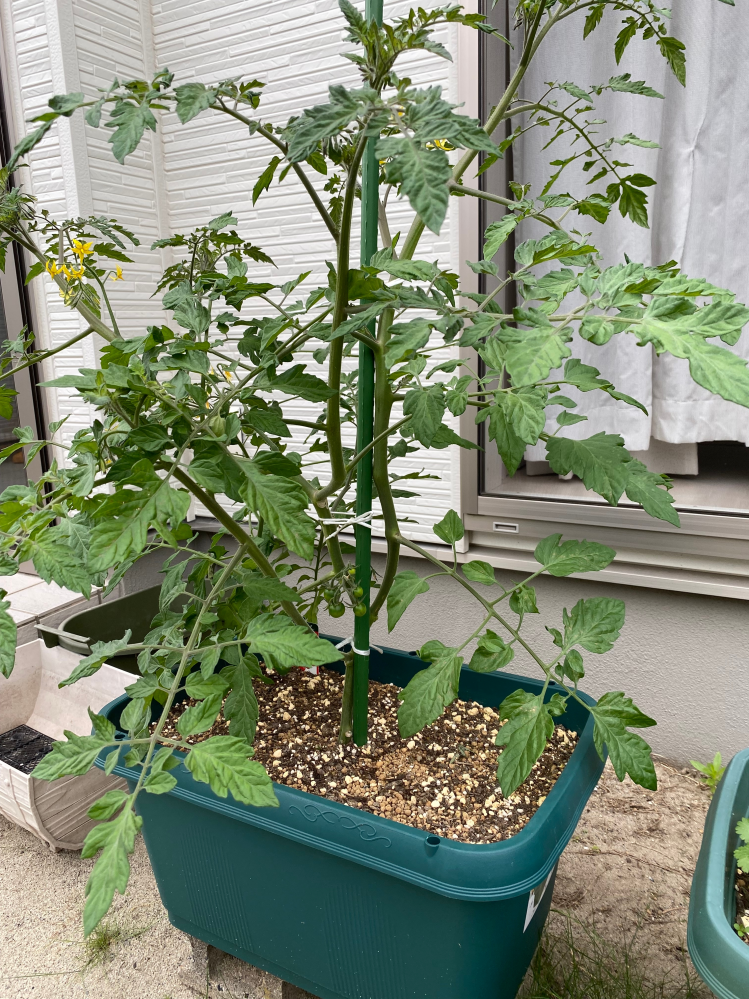 プランターでミニトマトを育てているのですが、植え付け後1カ月