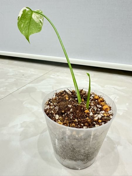 り*く様 モンステラ クリームブリュレ　しっかり発根・健康株 り*く様 モンステラ クリームブリュレ しっかり発根・健康株