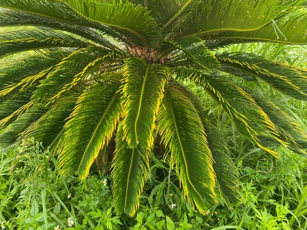 写真のソテツは金環ソテツですか？蘇鉄に詳しい方お教え願います