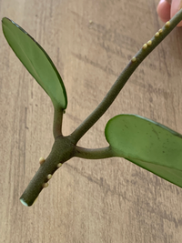 育ててる観葉植物の幹の部分に白いブツブツが出来ていたのですが