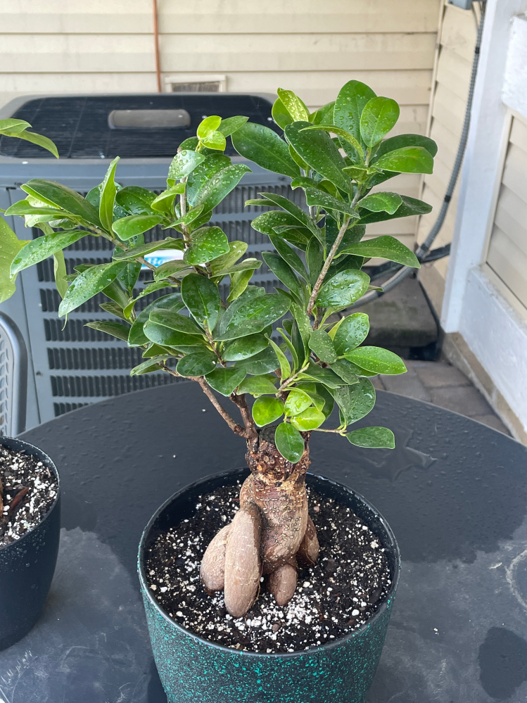 ガジュマルの葉が所々黄緑色になってるのは何故ですか？今はとり