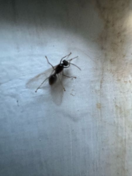 質問です、これって羽アリ？黒アリ？でしょうか？サイトなどで調 