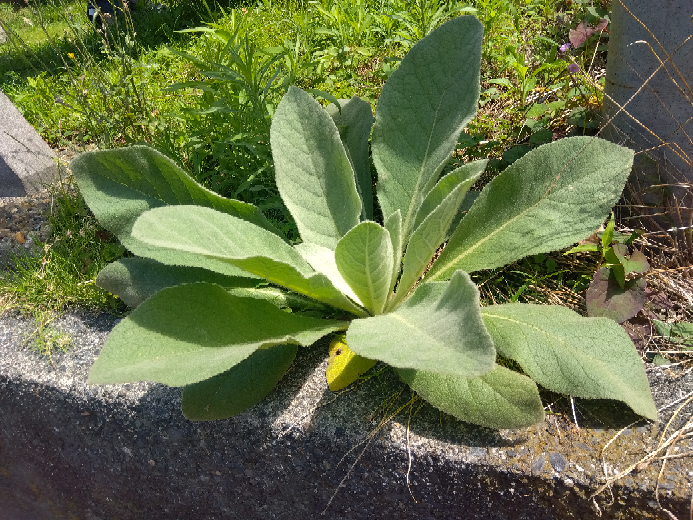 この手触りのいい葉っぱは何という植物ですか❓ - 「ビロード