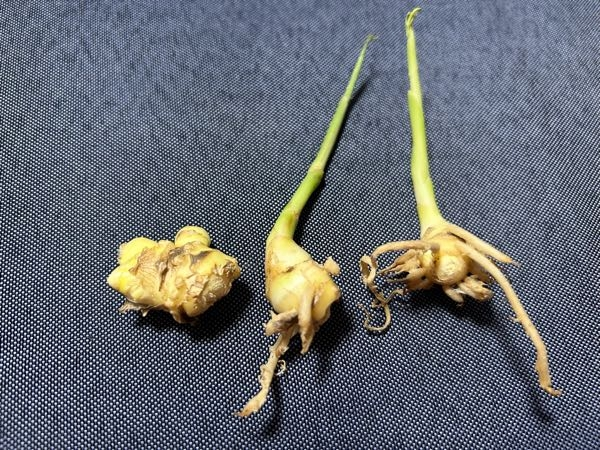 買ってきた生姜をしばらく置いていたら、芽が出てました。コレ土に植え