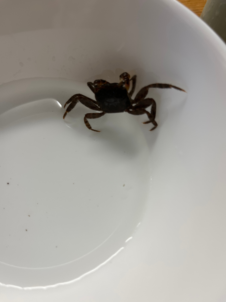 このカニ道に落ちてたんですけど何のカニですか？ - サワガニ