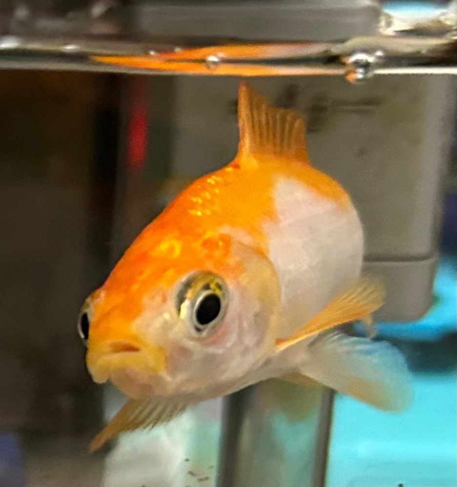 ☆8年飼ってる金魚2匹(体長10㎝)＆横幅40㎝の水槽＆水・空気のろ過装置＆エサ☆ 良い