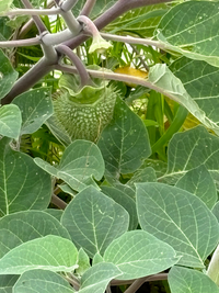 この植物の名前を教えてください 