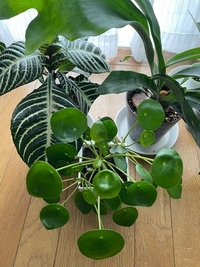 観葉植物を買って数ヶ月育てていましたが、植物の種類(名前)を... - Yahoo!知恵袋