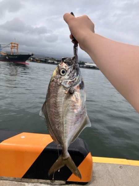 至急！この魚はロウニンアジ？カイワリ？ギンガメアジ？何になり... - Yahoo!知恵袋