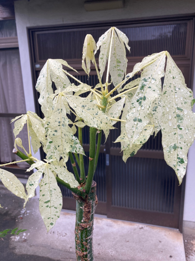 カエル パキラ ホワイトスター 接ぎ木 パキラの成長｜そだレポ（栽培レポート）by茶虎｜みんなの趣味の園芸