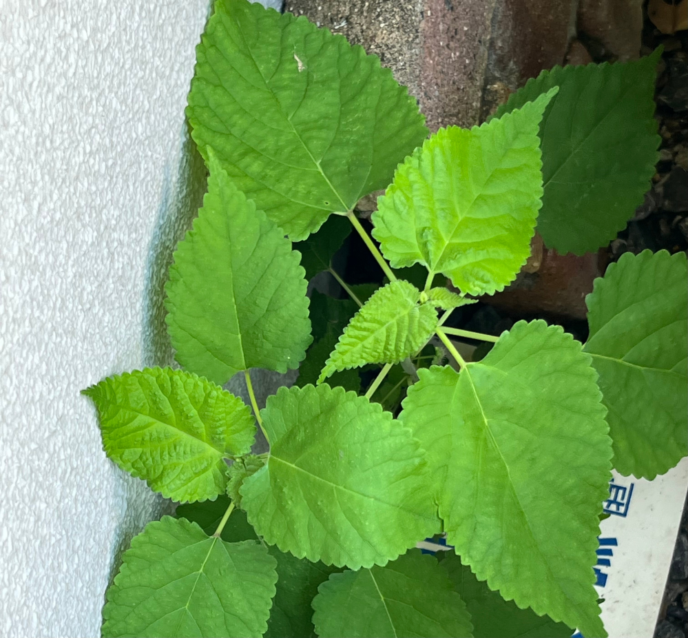 大葉に似た雑草が庭に生えているのですがこれは何ですか
