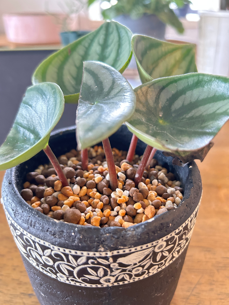 スイカぺぺロミア、鉢上げまでの順序間違ってますか？水差し→発根確認