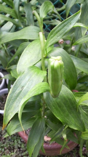 カサブランカの花が咲き終わった後に出来たものですが、これは種