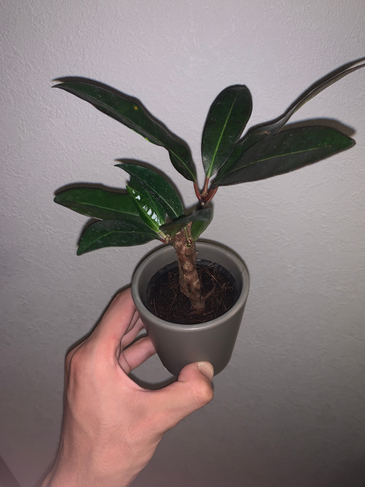 3coinsで観葉植物を購入したのですが、名前を忘れてしまい... - Yahoo 