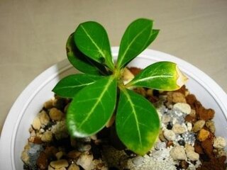 多肉植物のアデニウムの葉が黄色くなって どんどん枯れていきます 画像 Yahoo 知恵袋