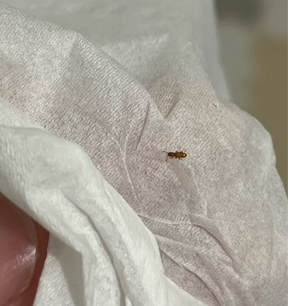 サイズ感でゆえば小さい蟻くらいですが、 この虫がたまに家にいます。 なんの虫でしょうか? 家は新築一年目です。