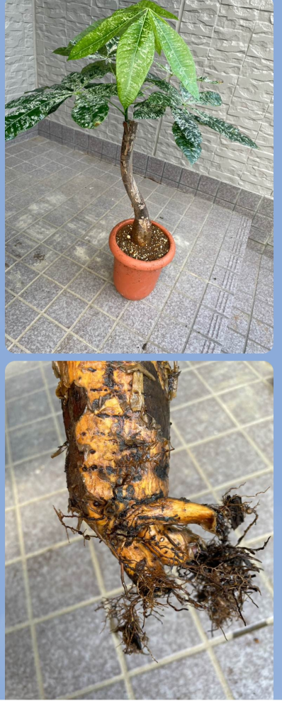 これは実生のパキラでしょうか？パキラの斑入りを先日購入したのですが