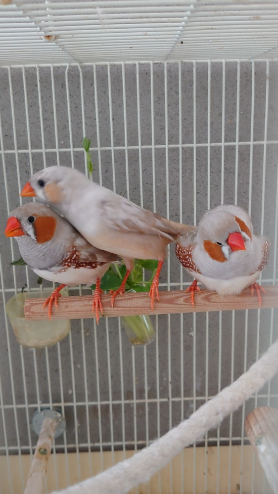 キンカチョウについて質問です。フォーンキンカチョウが3羽誕生しま 