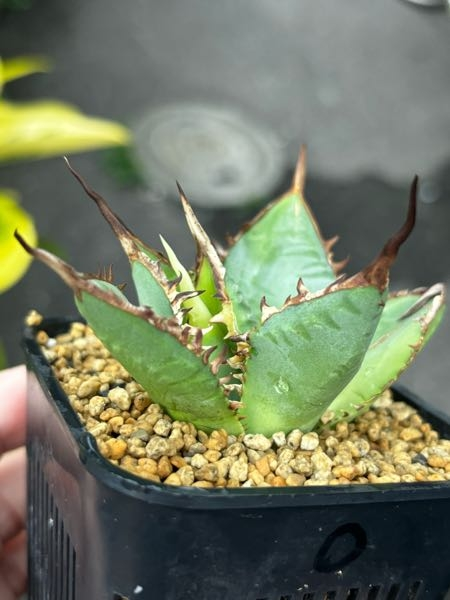 アガベチタノタオテロイについて質問です。品種で、白豪刺と白狂刺は