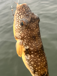 根魚釣り(イカやカニ餌)でこれらのフグが大量に釣れ困っていま... - Yahoo!知恵袋