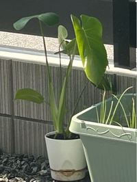 モンステラが大きくなって来ました。鉢に対して上が大きすぎます モンステラが大きくなって来ました。鉢に対して上が大きすぎます