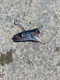 海で鯖を泳がせ釣りをしていたのですが、毎回頭だけ残って帰ってきます。この食いちぎってる海洋生物の正体わかる人いますか？？（狙っていたのはヒラメで、ボトムまで落としています。） 