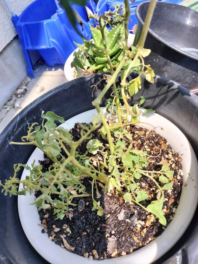 家庭菜園に関する質問です。 - 2か月ほど前に、息子が食べ残したプチト