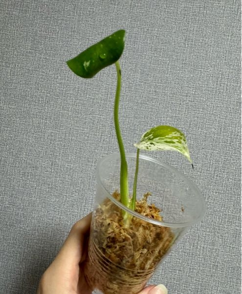 モンステラの天津蘭(ホワイトモンスター)についての質問です モンステラの天津蘭(ホワイトモンスター)についての質問です