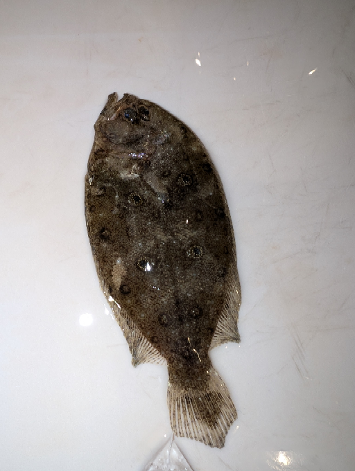 ヒラメこのヒラメはタマガンゾウビラメですか？上3個、下2個の目玉模様