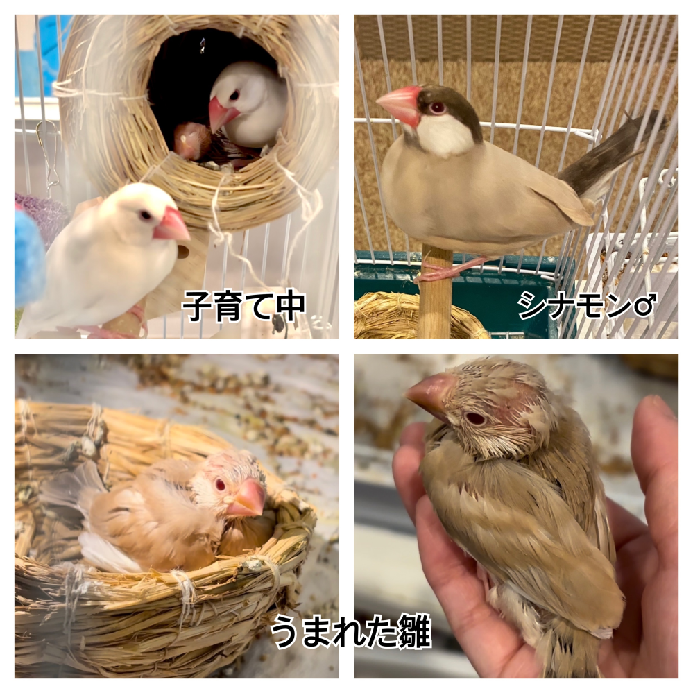文鳥のつがい白文鳥とシナモン文鳥でヒナが孵ったらどんな子にな