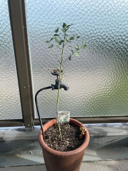 ユーカリグニーです下の方はほとんど葉っぱがありません。このまま育て ユーカリグニーただいま葉っぱの色が綺麗ではないのでオーダーストップ
