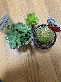 この3つの植物を育てたいのですが、全て苗をもっと大きいものに... - Yahoo!知恵袋